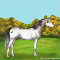 Horse Color:White Spotted Bay Splash  and White Spotted Bay Splash Frame 