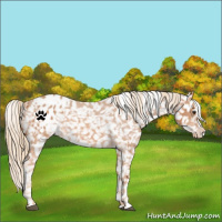 Horse Color:Red Roan Appaloosa