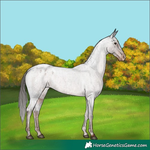 Horse Color:White Spotted Liver Red Roan Appaloosa Rabicano 