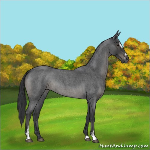 Horse Color:Blue Roan Mushroom Sabino 