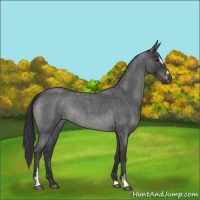 Horse Color:Blue Roan Mushroom Sabino 