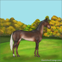 Horse Color:Liver Chestnut Mushroom Rabicano