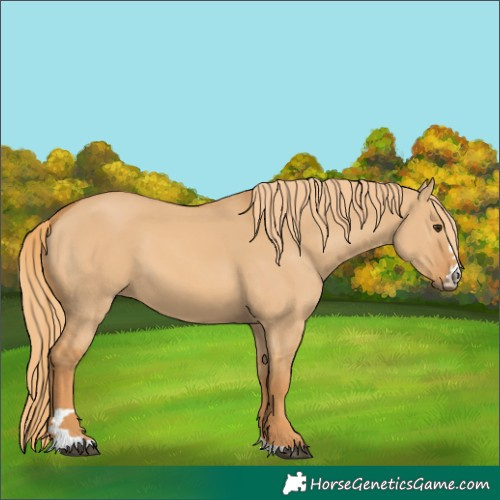 Horse Color:Red Dun 