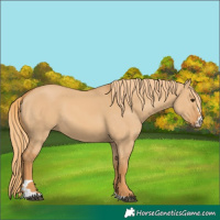Horse Color:Red Dun 