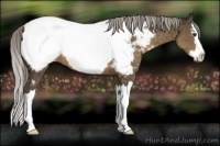 Horse Color:Chocolate Palomino Sabino Splash Near Fewspot 