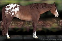 Horse Color:Chocolate Brown Mushroom Sabino Appaloosa Rabicano 