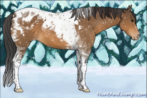 Horse Color:Brown Tobiano Appaloosa 