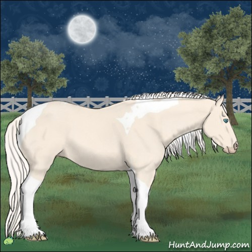 Horse Color:Cremello Tobiano 