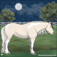 Horse Color:Cremello Tobiano 