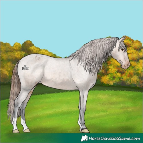 Horse Color:Bay Dun Appaloosa 
