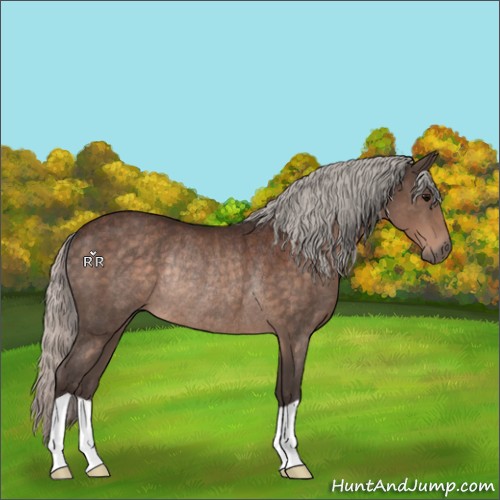Horse Color:Silver Brown Rabicano