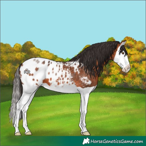 Horse Color:Bay Splash Blanket