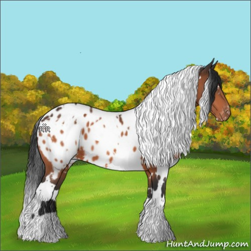 Horse Color:White Spotted Bay Appaloosa 