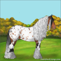 Horse Color:White Spotted Bay Appaloosa 