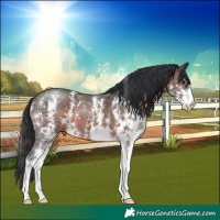 Horse Color:Brown Sabino 