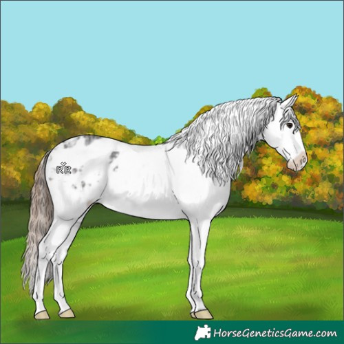 Horse Color:Grullo Ice Appaloosa Brindle 