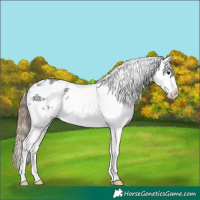 Horse Color:Grullo Ice Appaloosa Brindle 