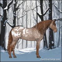 Horse Color:Red Roan Appaloosa 