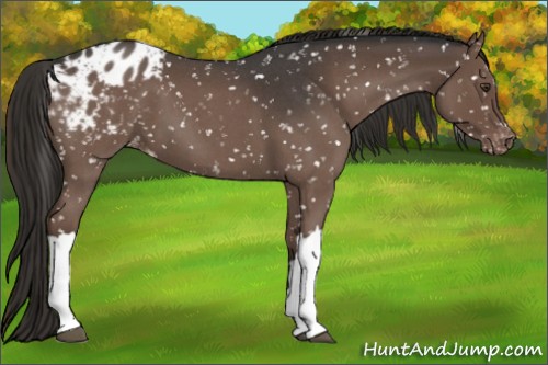 Horse Color:Liver Red Roan Appaloosa