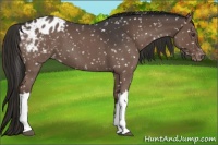 Horse Color:Liver Red Roan Appaloosa 
