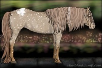 Horse Color:Chocolate Palomino Roan Appaloosa