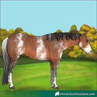 Horse Color:White Spotted Bay 