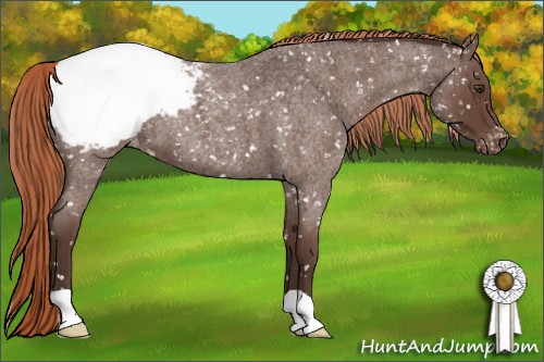 Horse Color:Liver Red Roan Snowcap 