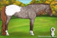 Horse Color:Liver Red Roan Snowcap