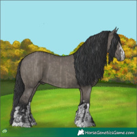 Horse Color:Grullo and Grullo