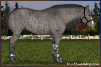 Horse Color:Grullo  and Grullo Rabicano 