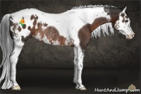 Horse Color:Liver Chestnut Splash Tobiano Appaloosa Rabicano 