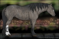 Horse Color:Grullo  and Grullo 