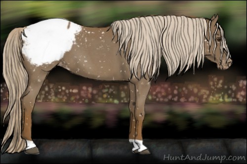 Horse Color:Chocolate Palomino Roan Appaloosa