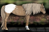 Horse Color:Chocolate Palomino Roan Appaloosa