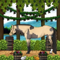 Horse Color:Grullo  and Buckskin Dun 