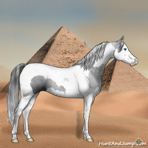 Horse Color:Black Splash Tobiano