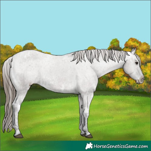 Horse Color:Grullo Ice Appaloosa 