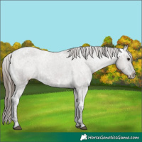 Horse Color:Grullo Ice Appaloosa