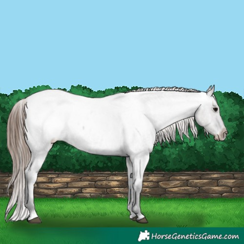 Horse Color:Grullo Roan Snowcap