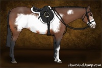 Horse Color:Bay Frame