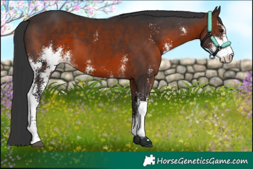 Horse Color:Brown Sabino 