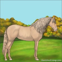 Horse Color:Gold Champagne Roan 