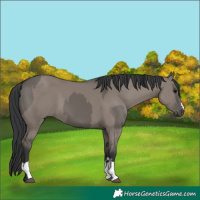 Horse Color:Grullo  and Grullo 