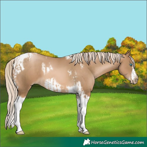 Horse Color:Chocolate Palomino Pearl Tobiano Frame and Chocolate Palomino Pearl Tobiano Frame