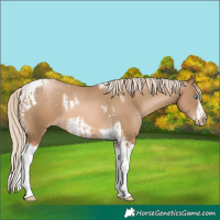 Horse Color:Chocolate Palomino Pearl Tobiano Frame and Chocolate Palomino Pearl Tobiano Frame