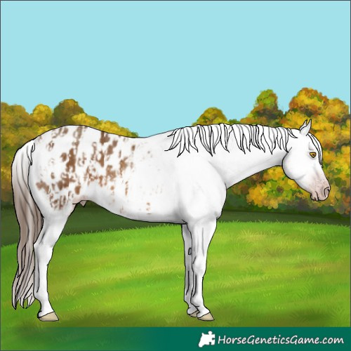 Horse Color:Gray Amber Champagne Sabino Tobiano Appaloosa  and Gray Amber Champagne Sabino Tobiano Appaloosa 