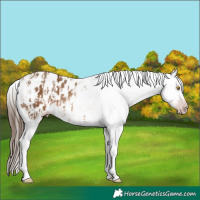 Horse Color:Gray Amber Champagne Sabino Tobiano Appaloosa and Gray Amber Champagne Sabino Tobiano Appaloosa