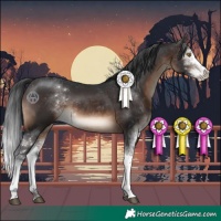 Horse Color:Brown Sabino