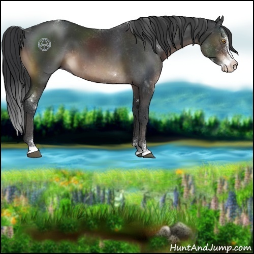 Horse Color:Brown Sabino