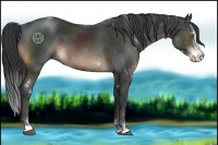Horse Color:Brown Sabino 